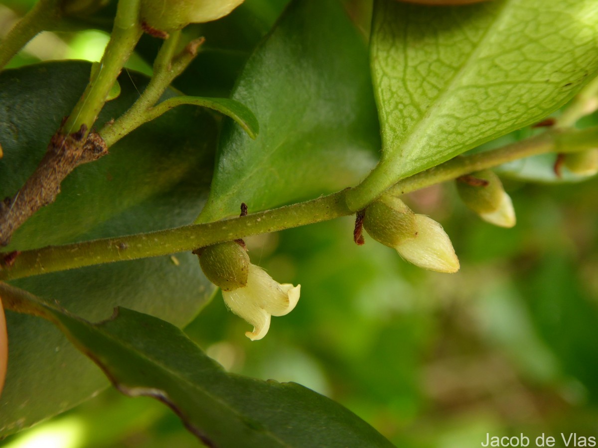 Diospyros ferrea (Willd.) Bakh.